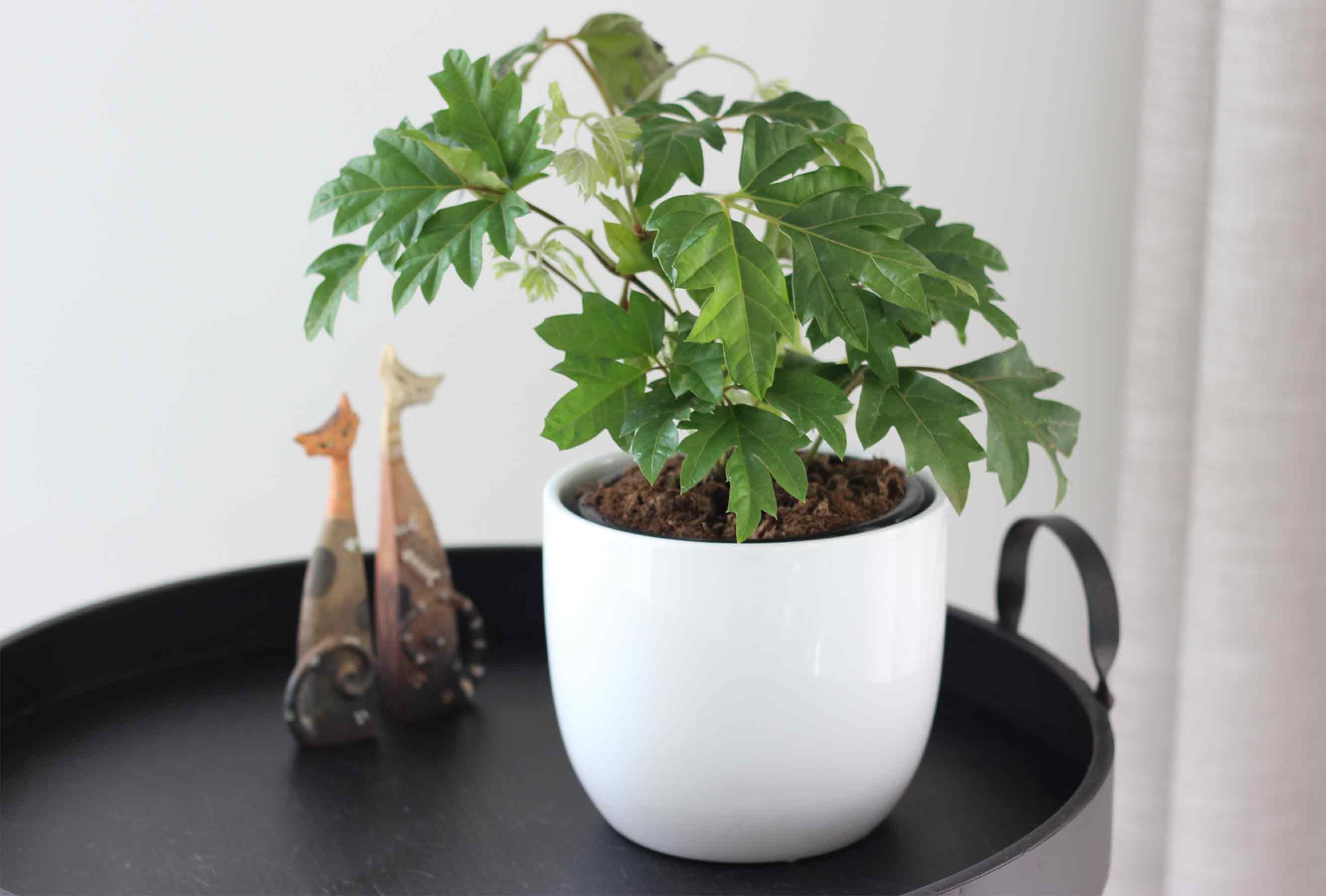 Cissus Ellen Danica1 test0.jpg